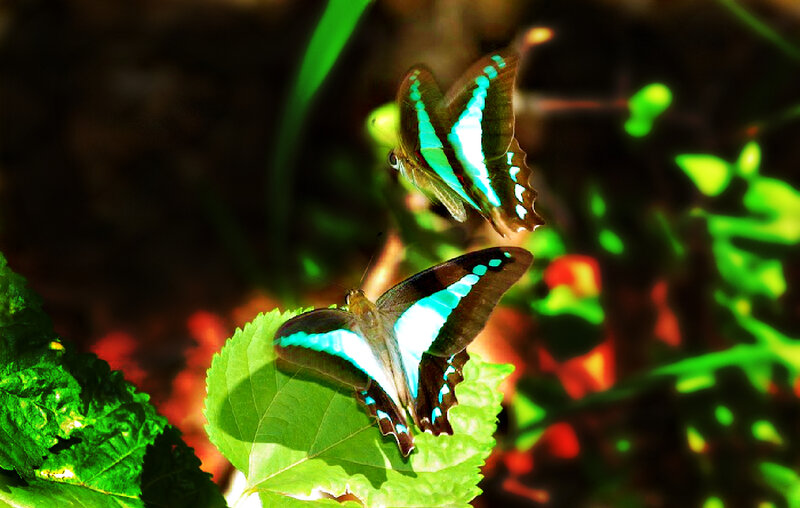 Two Blue Butterflies — Green, Natural