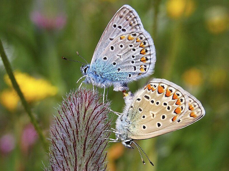 Two blue butterflies mating