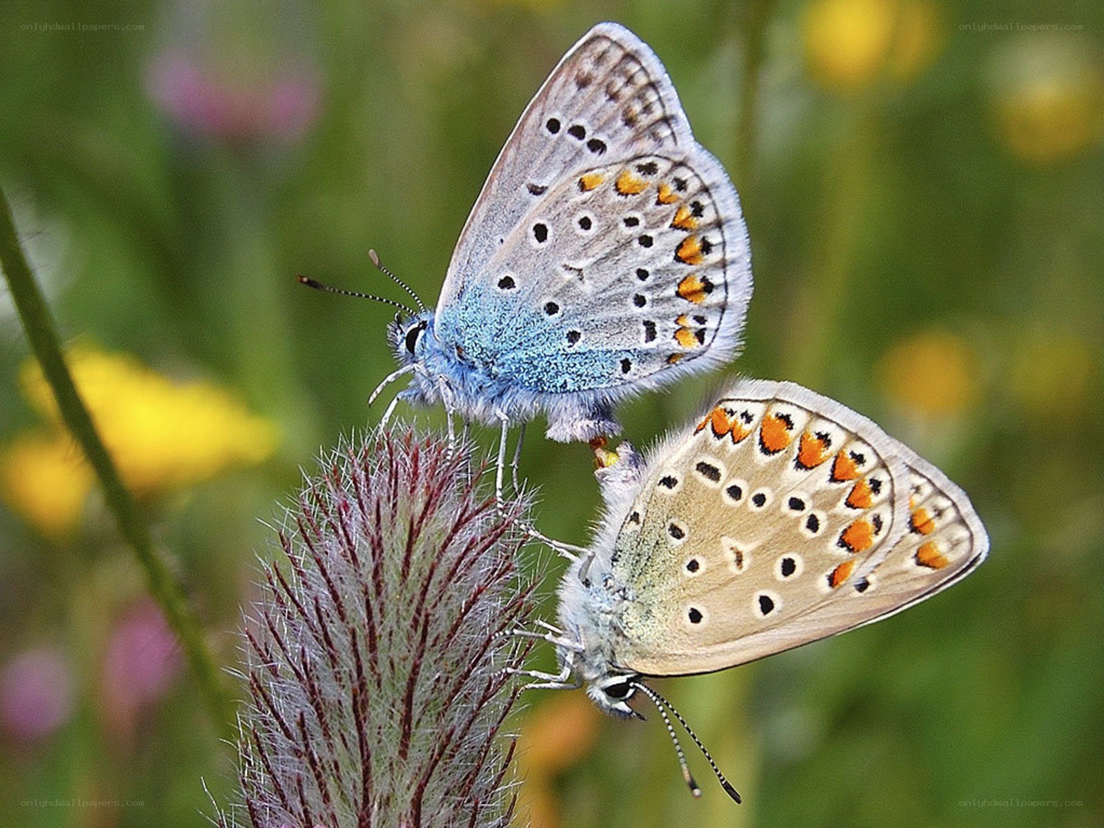 Two blue butterflies mating