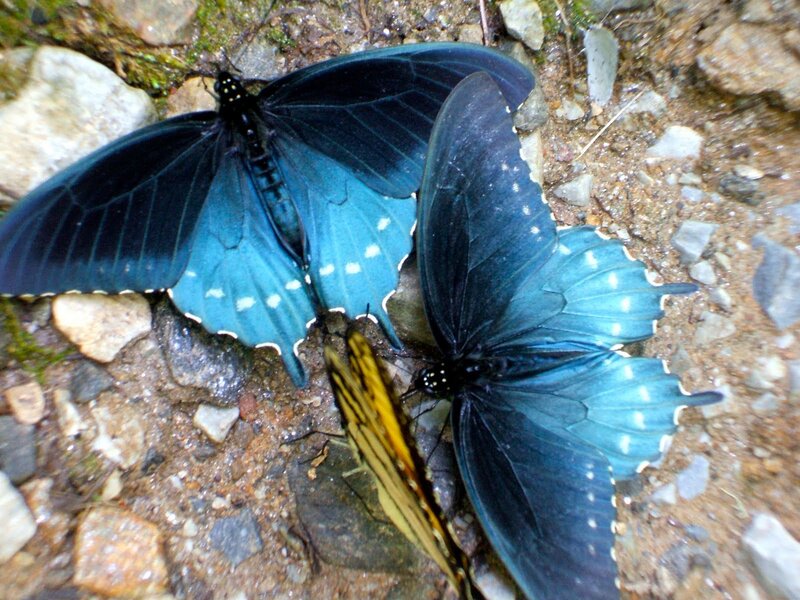 Two Blue Butterflies — Natural