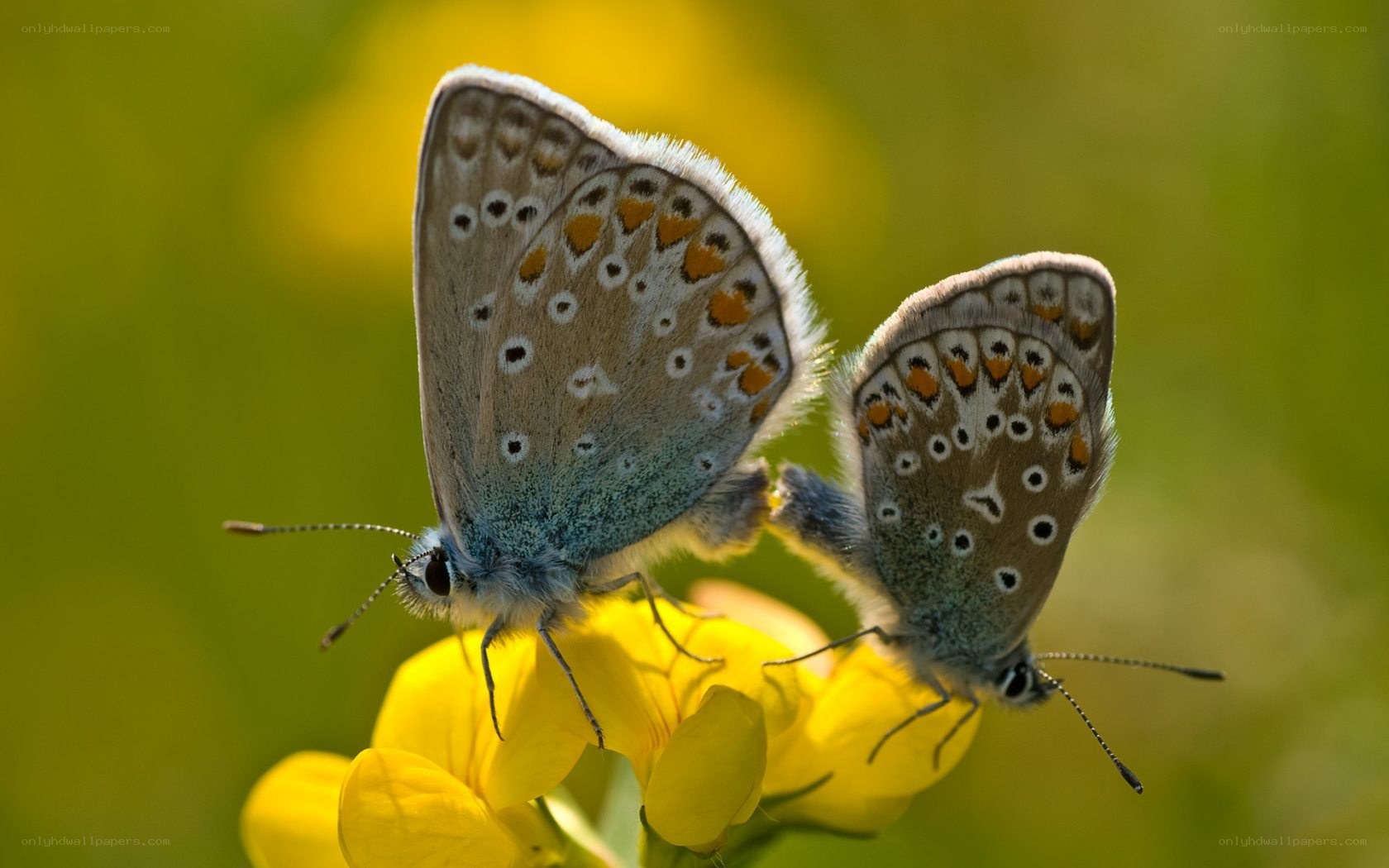 Two blue butterflies on a flower