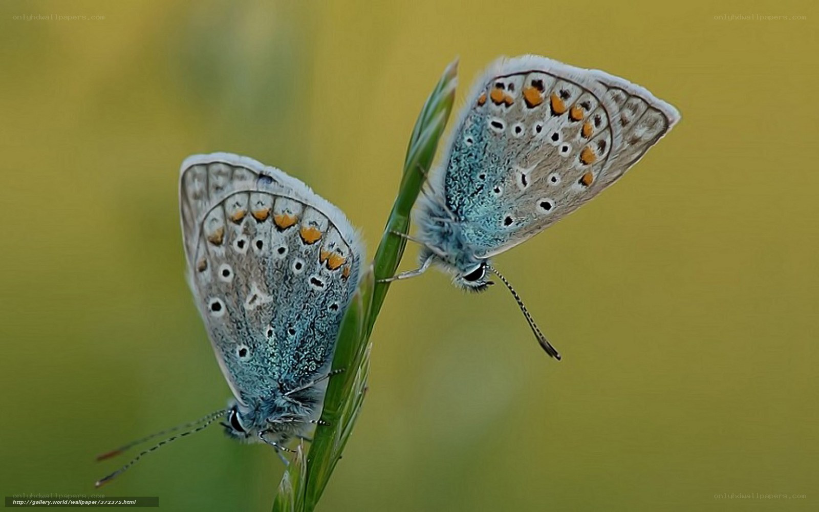 Two blue butterflies on a stem