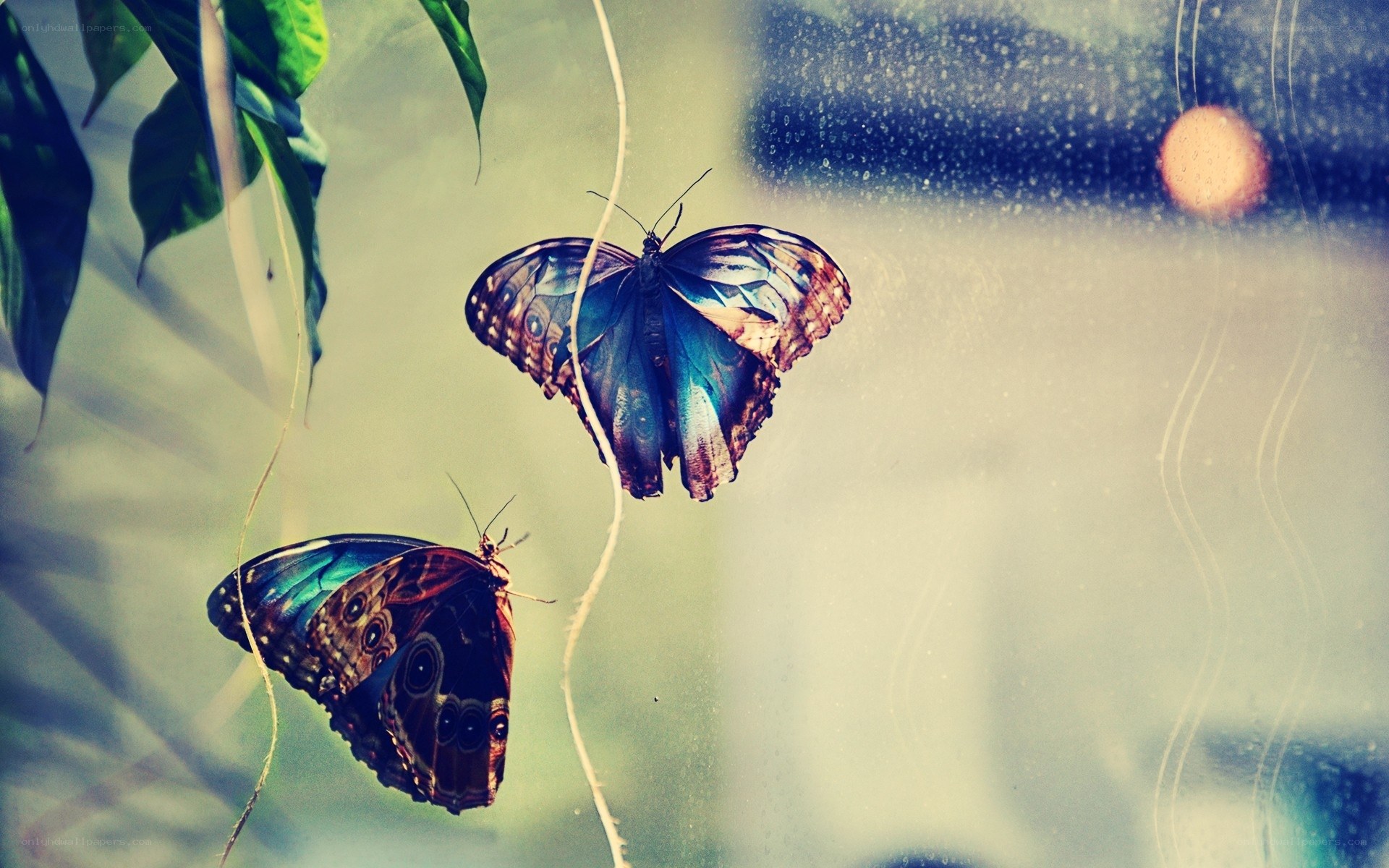 Two blue butterflies on glass