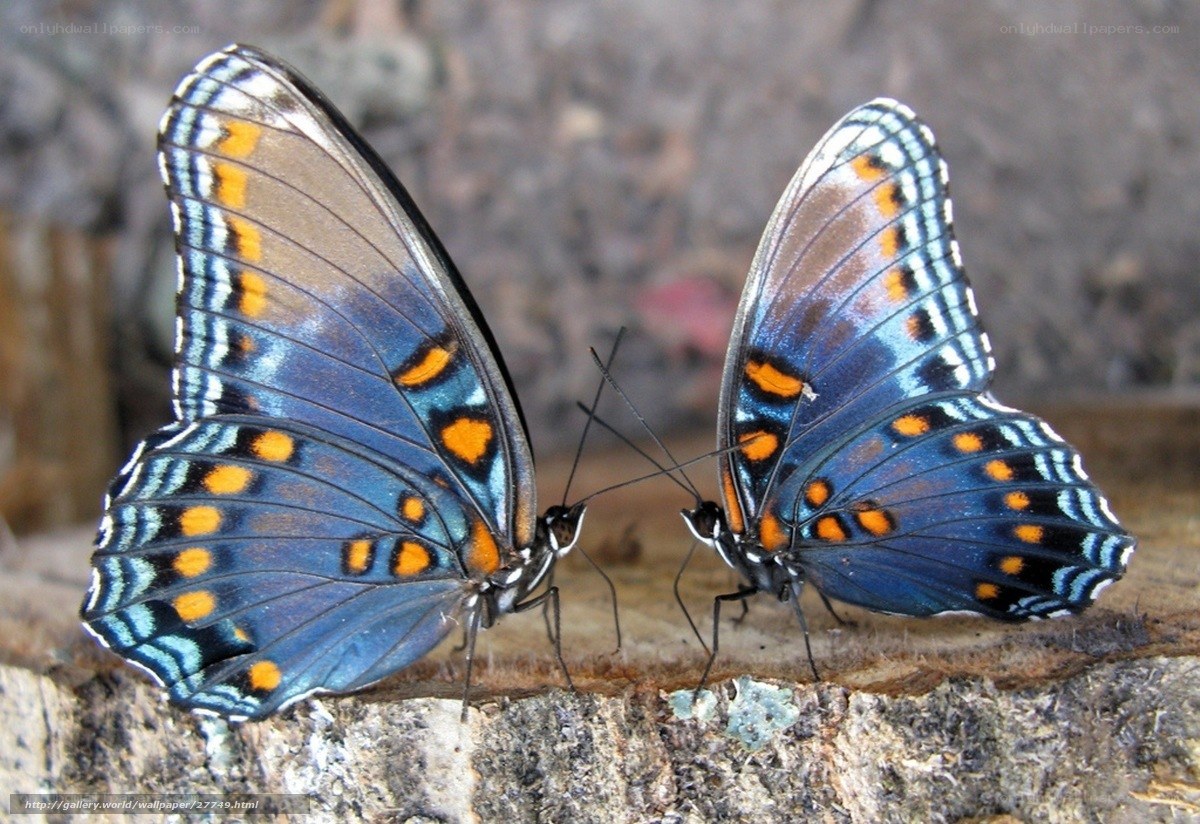 Two blue butterflies on wood