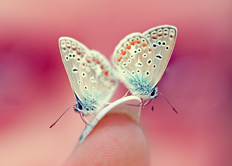 Two Blue Butterflies — Pink