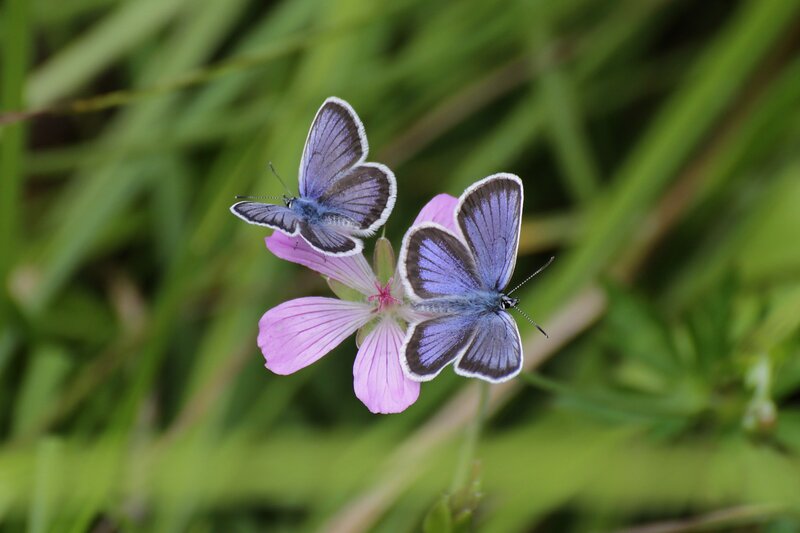Two Blue Butterflies — Purple, Calm