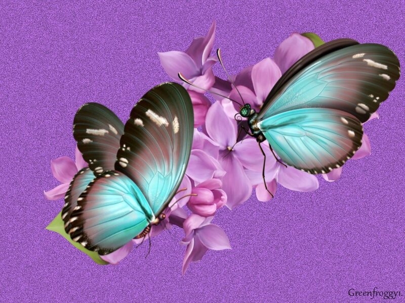 Two Blue Butterflies — Purple, Serene