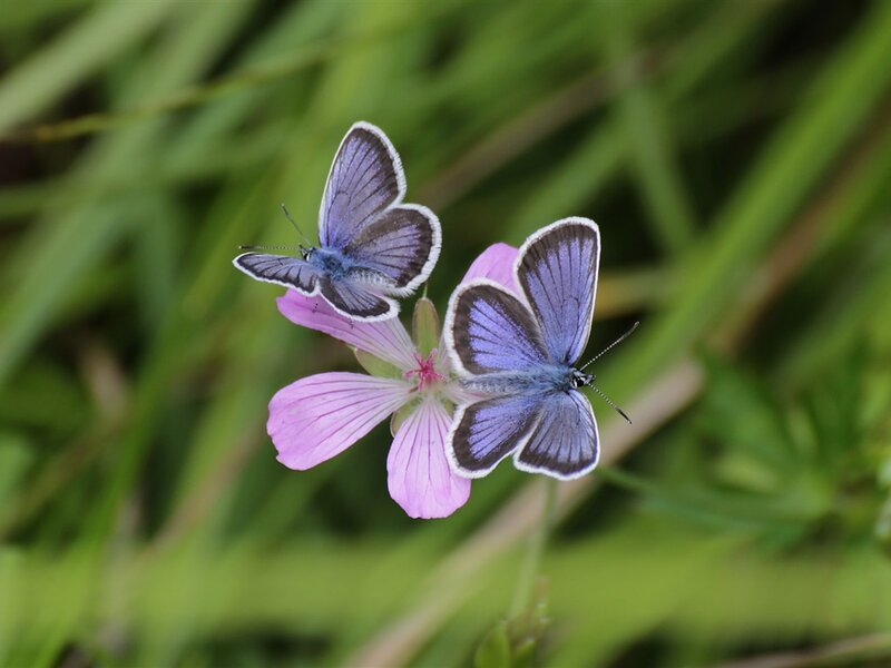 Two Blue Butterflies — Purple