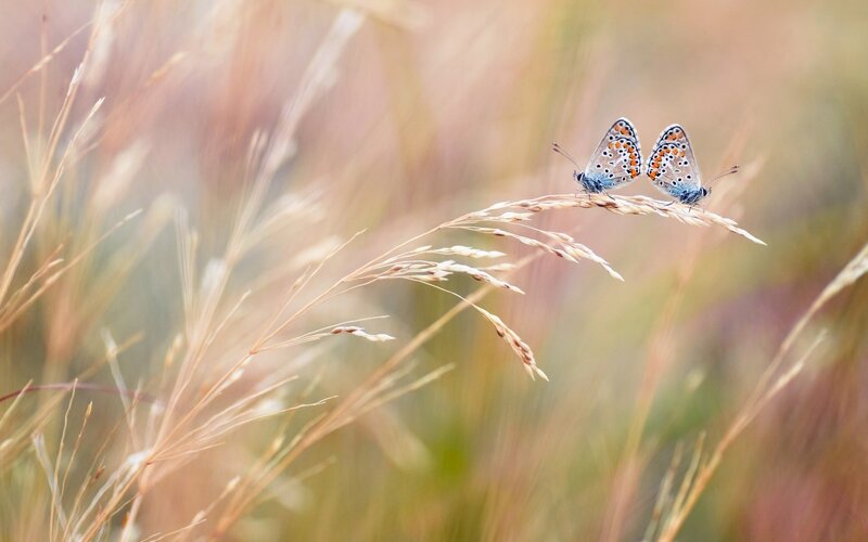 Two Blue Butterflies — Serene, Afternoon