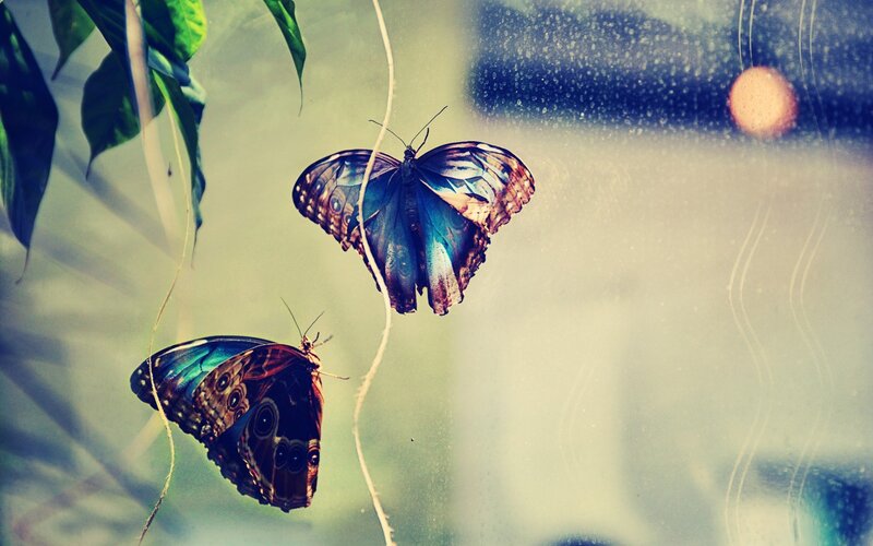 Two Blue Butterflies — Serene, Photograph