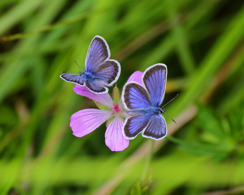 Two Blue Butterflies — Serene, Summer, Photograph