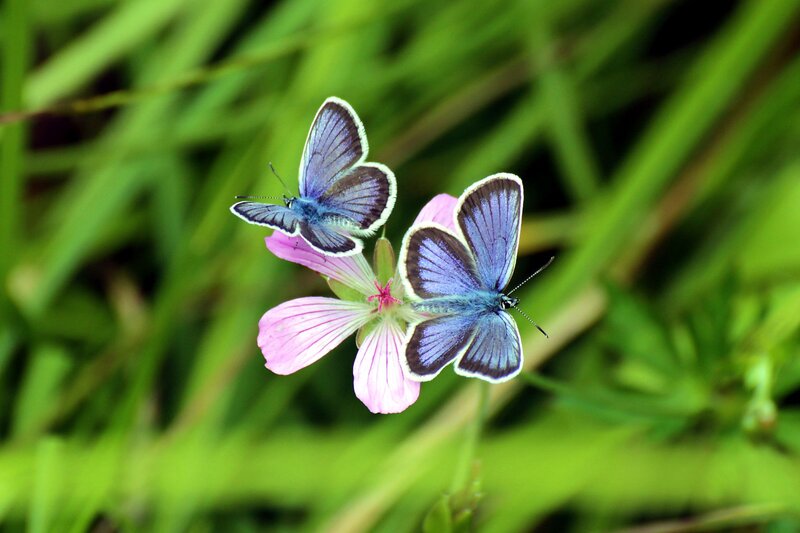 Two Blue Butterflies — Serene, Summer