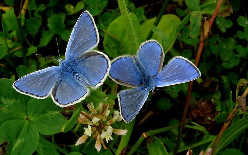 Two Blue Butterflies
