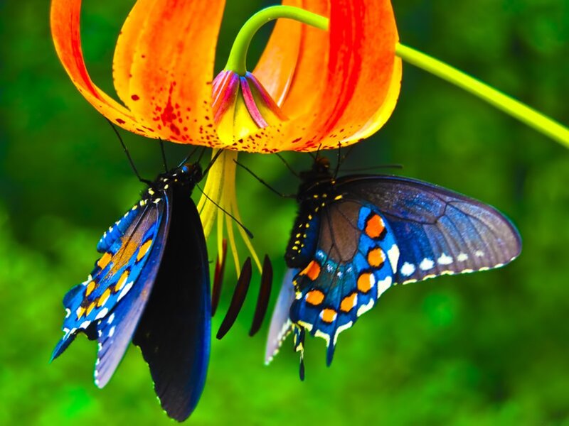 Two Blue Butterflies — Vibrant