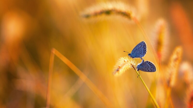Two Blue Butterflies — Yellow