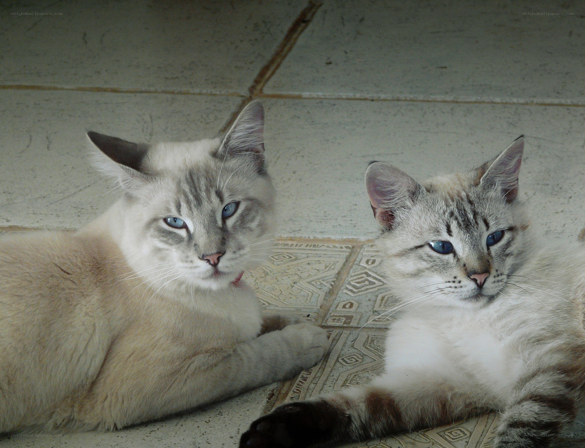 Two blue-eyed cats lying together