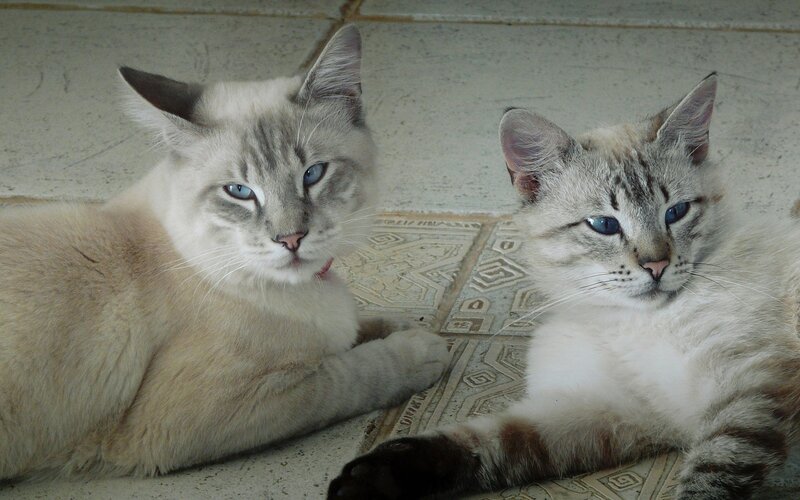 Two blue-eyed cats lying together