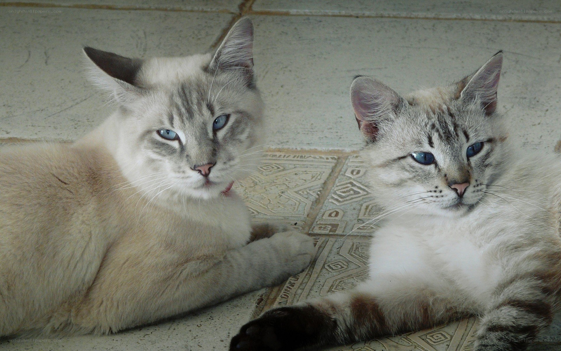Two blue-eyed cats lying together