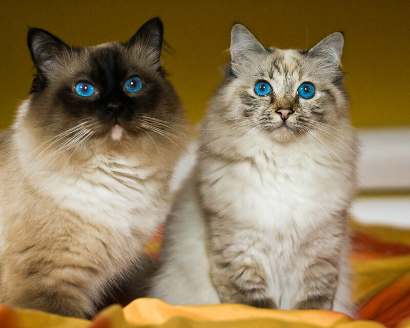 Two blue-eyed cats sitting together