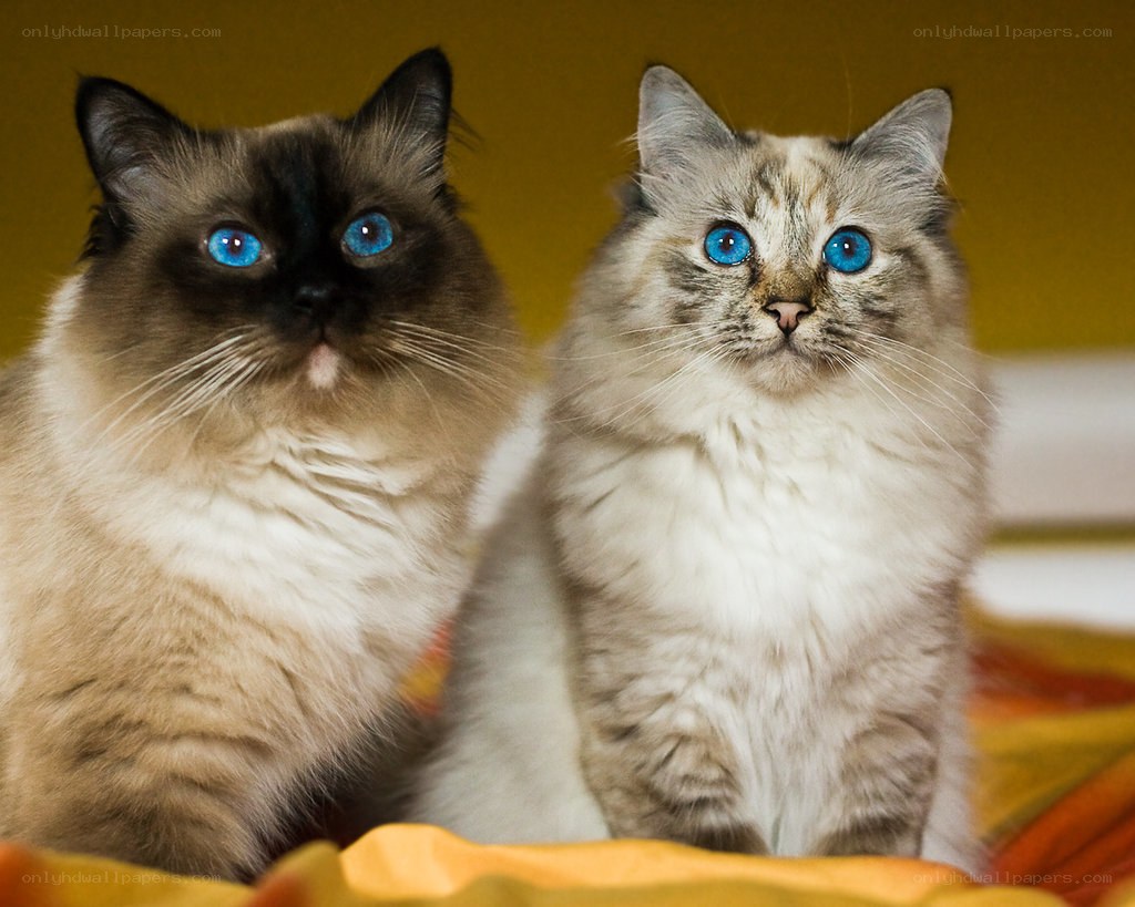 Two blue-eyed cats sitting together