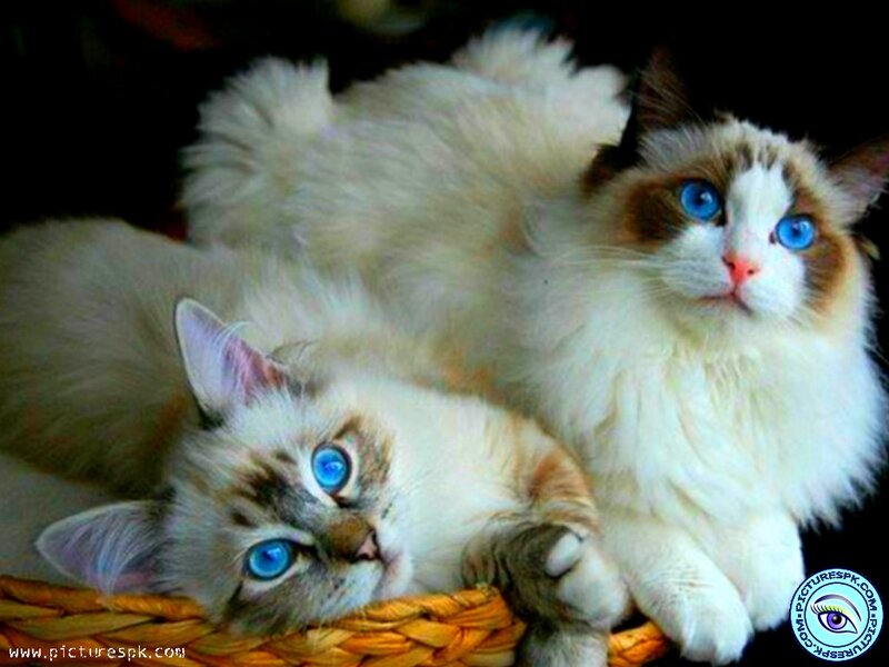 Two Blue-eyed Cats