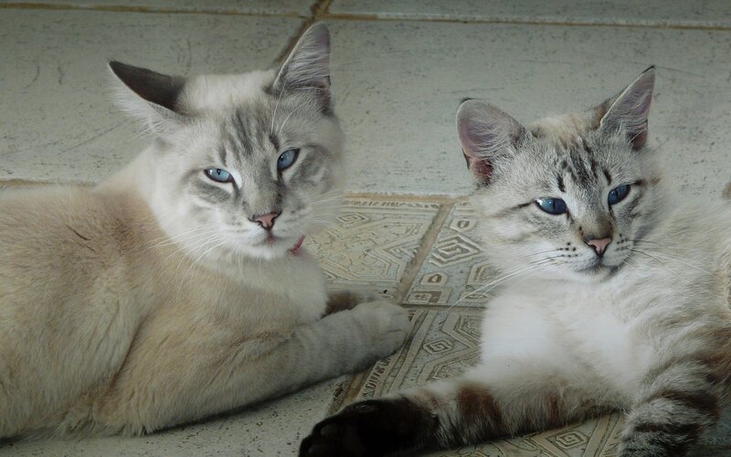 Two Blue-eyed Cats — White