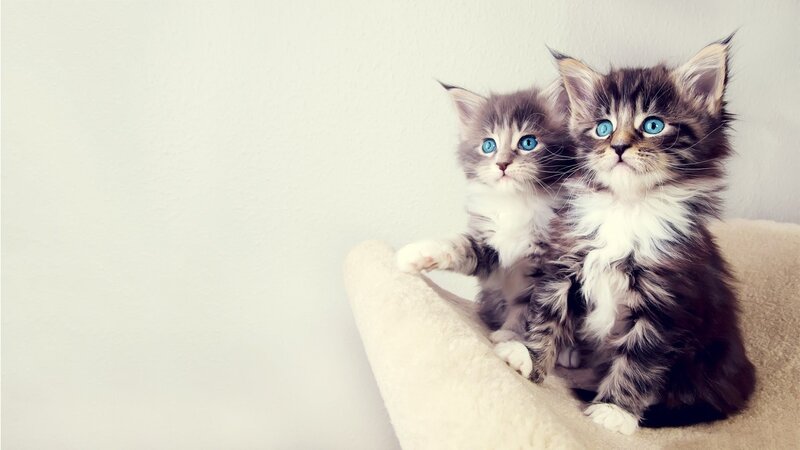 two blue-eyed kittens