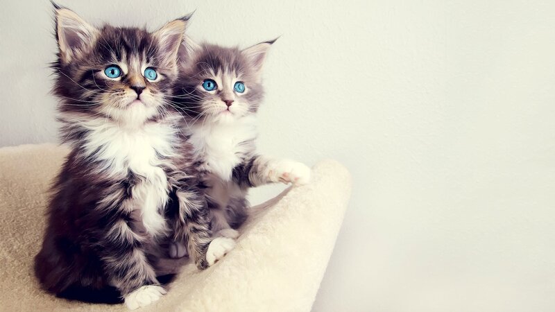 two blue-eyed kittens
