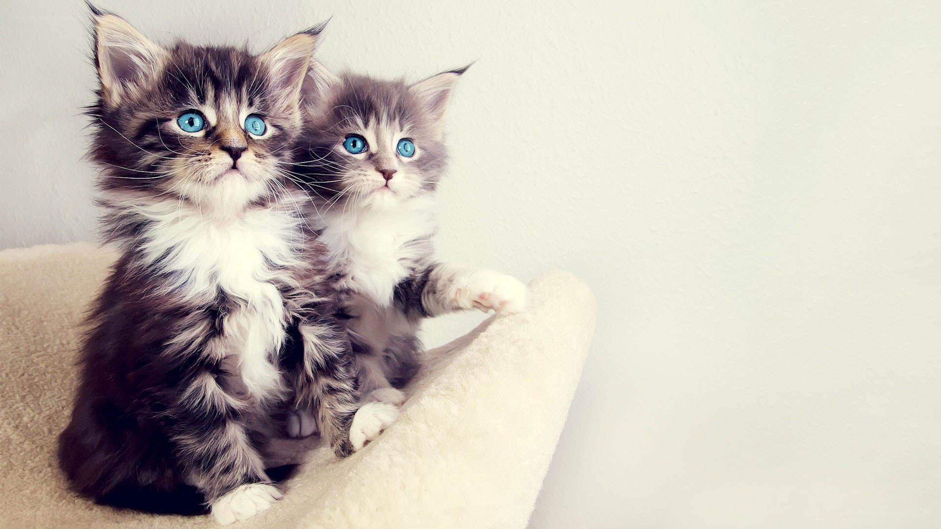two blue-eyed kittens