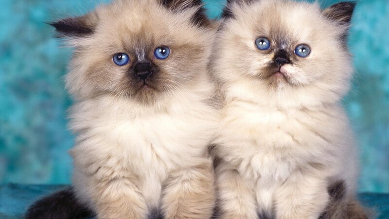 two blue-eyed kittens