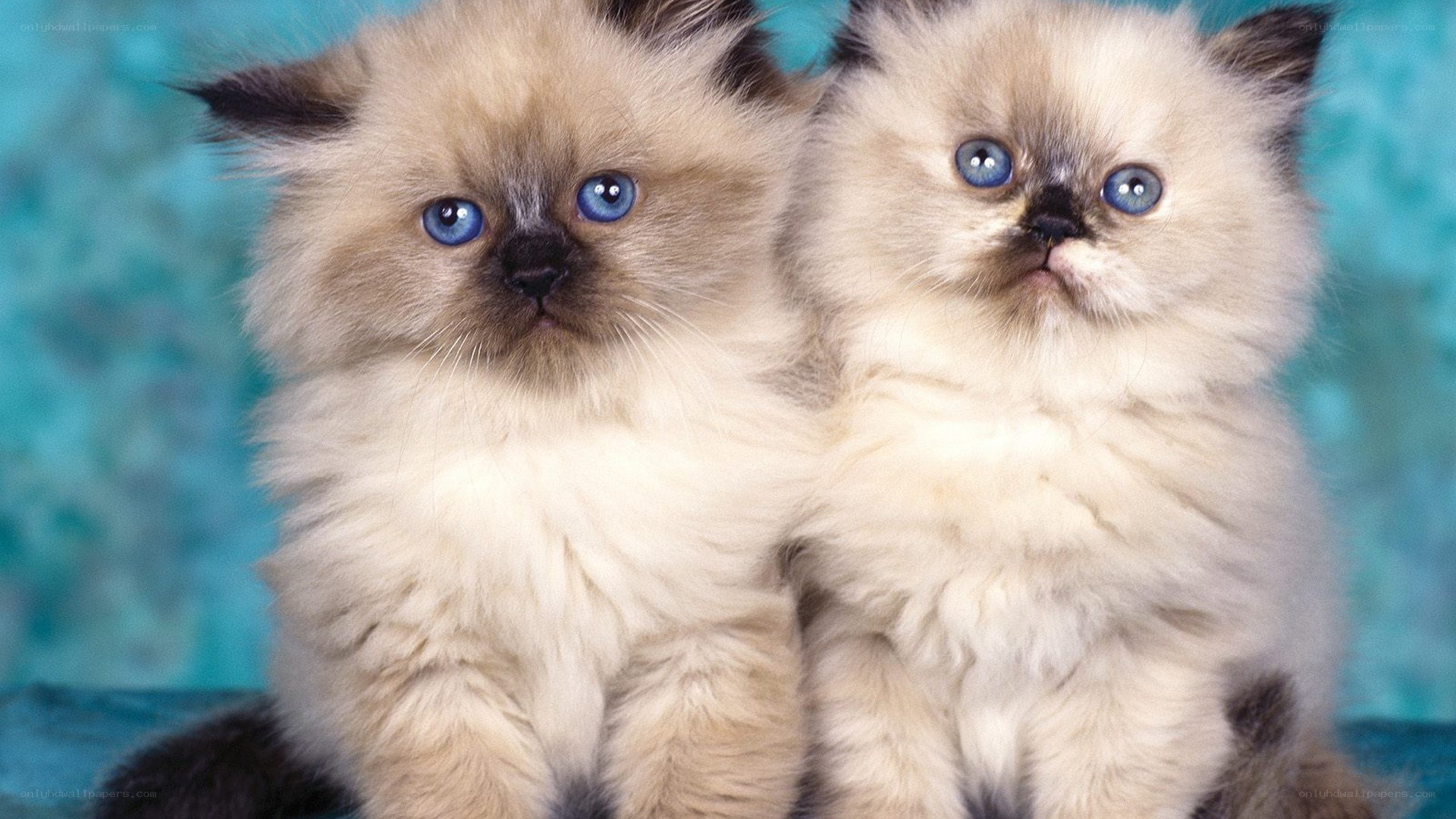 two blue-eyed kittens