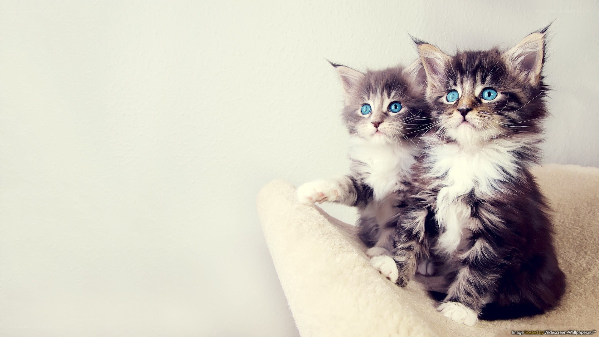 two blue-eyed kittens