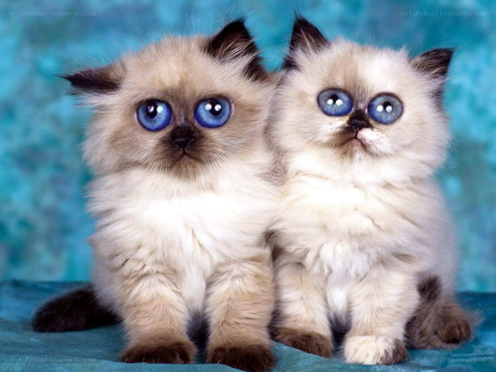 two blue-eyed kittens