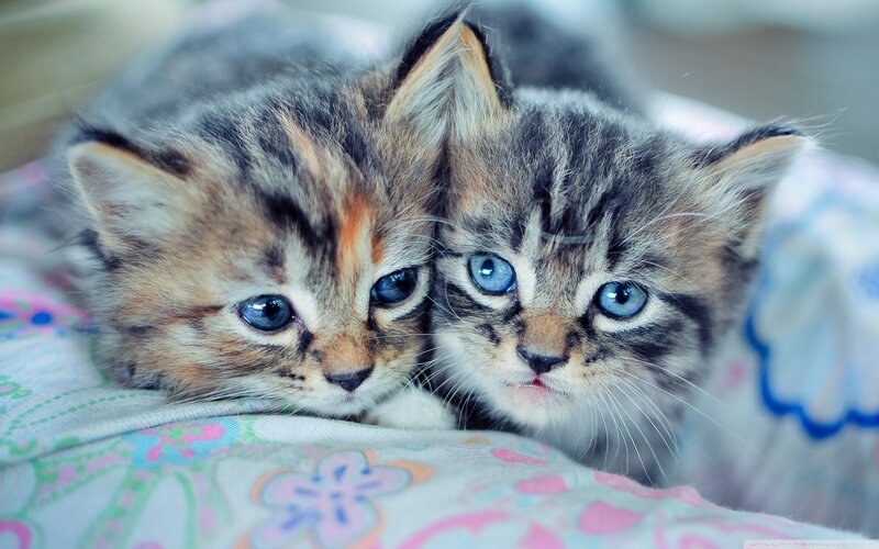 Two Blue-eyed Kittens — Blue