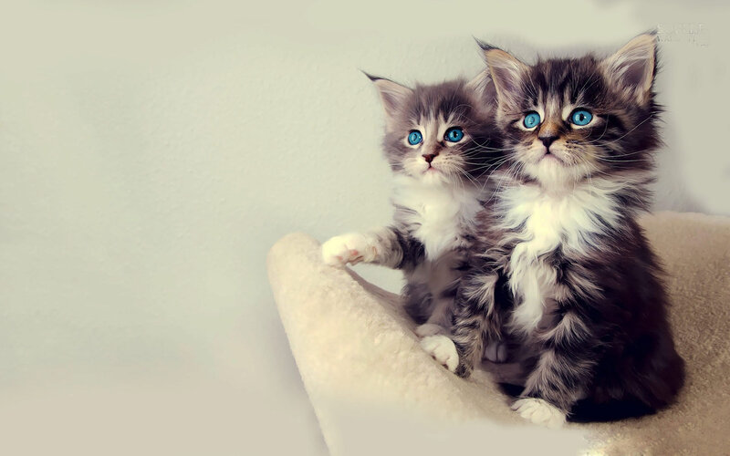 Two Blue-eyed Kittens — Gray