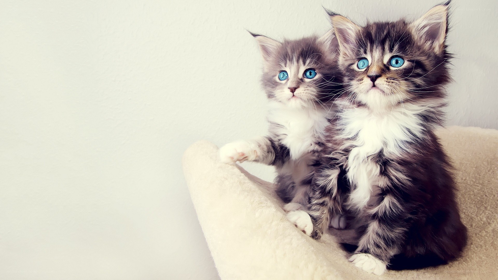 Two blue-eyed kittens on a cat bed