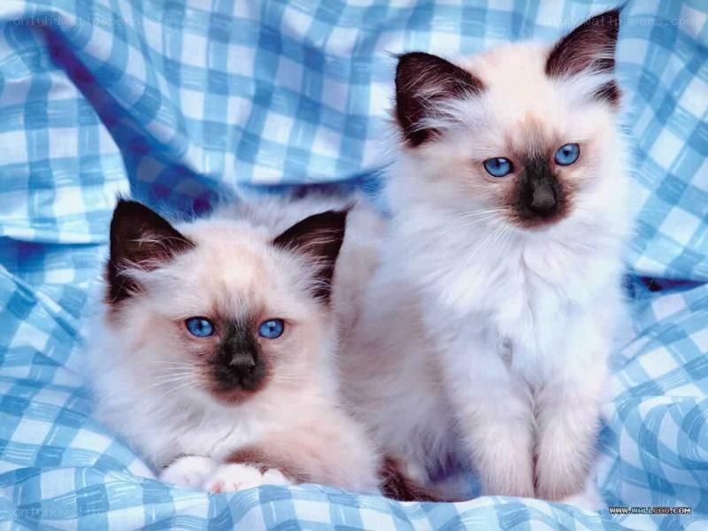 Two blue-eyed kittens on blanket