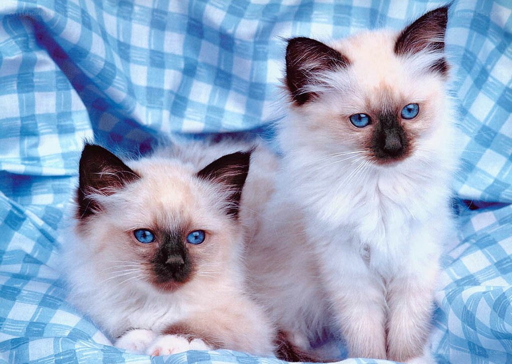 Two blue-eyed kittens on blanket