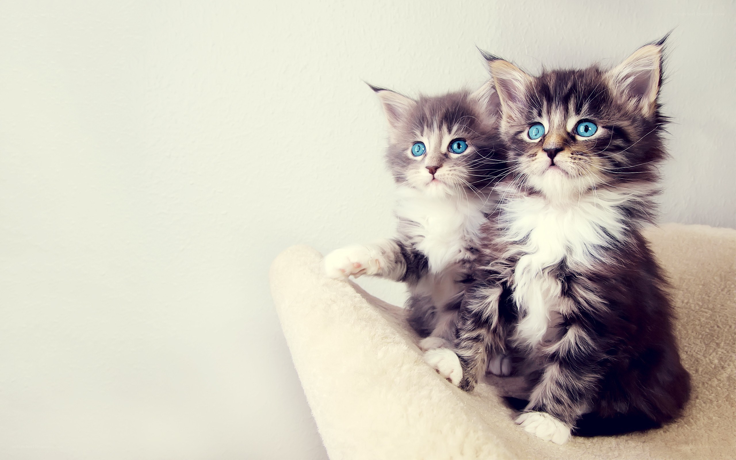 Two blue-eyed kittens sitting