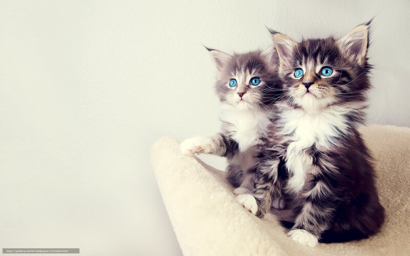 Two blue-eyed kittens