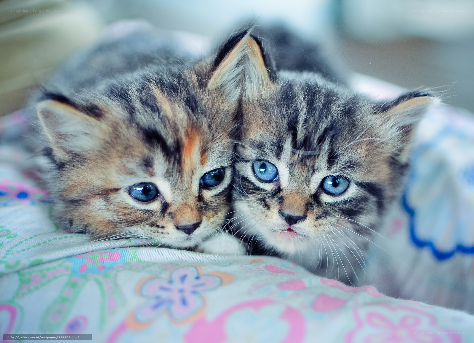 Two blue-eyed kittens together