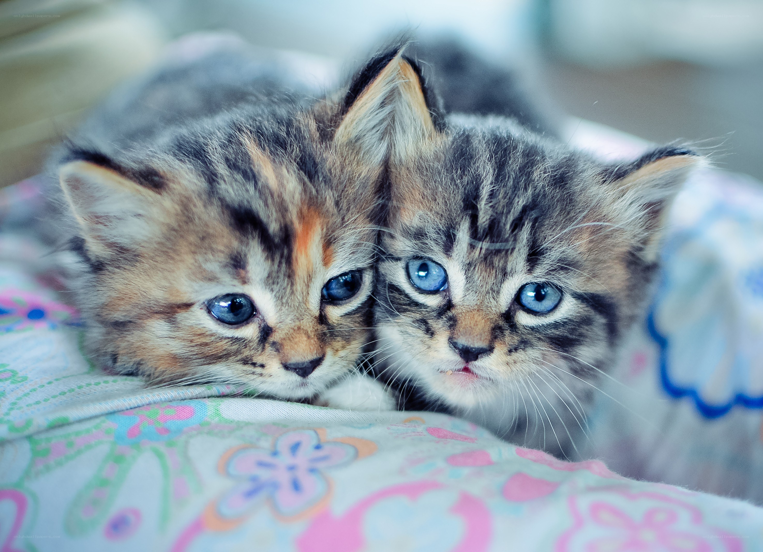 two blue-eyed kittens together