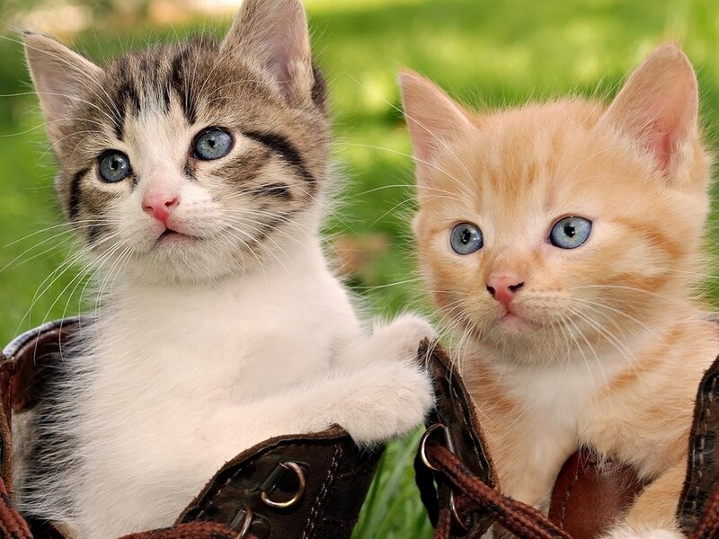 Two Blue-eyed Kittens — White, Calm, Afternoon