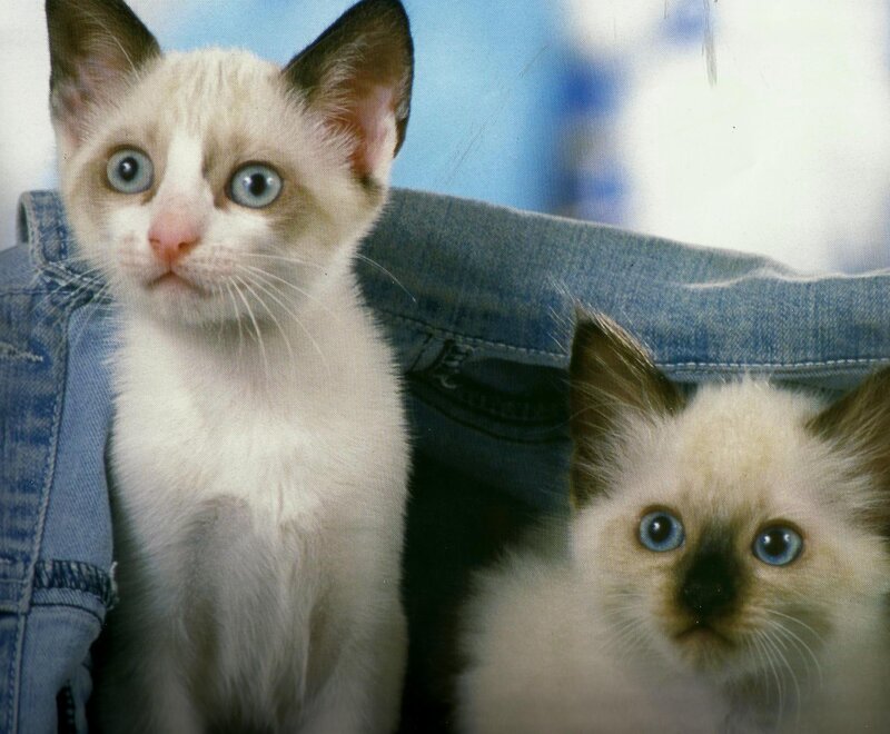 Two Blue-eyed Kittens — White, Calm, Photograph, Jeans