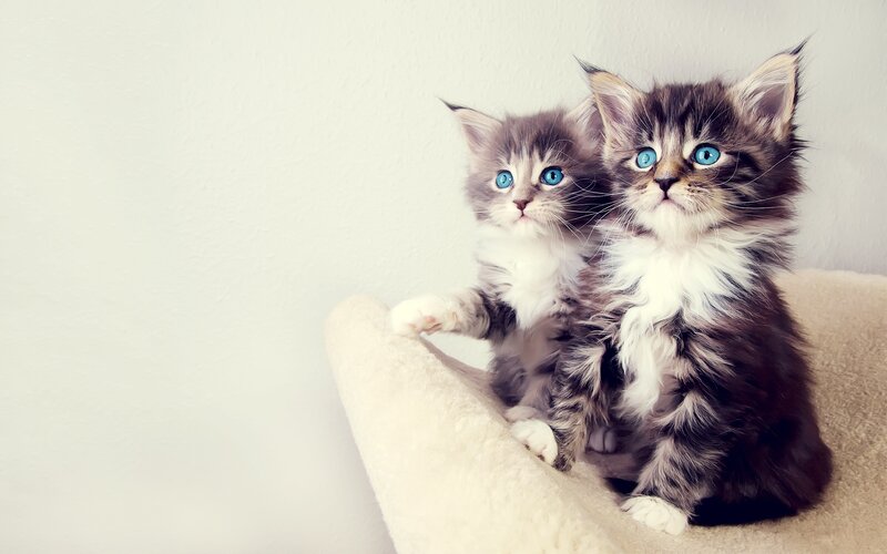Two Blue-eyed Kittens — White, Calm, Photograph, Kitten