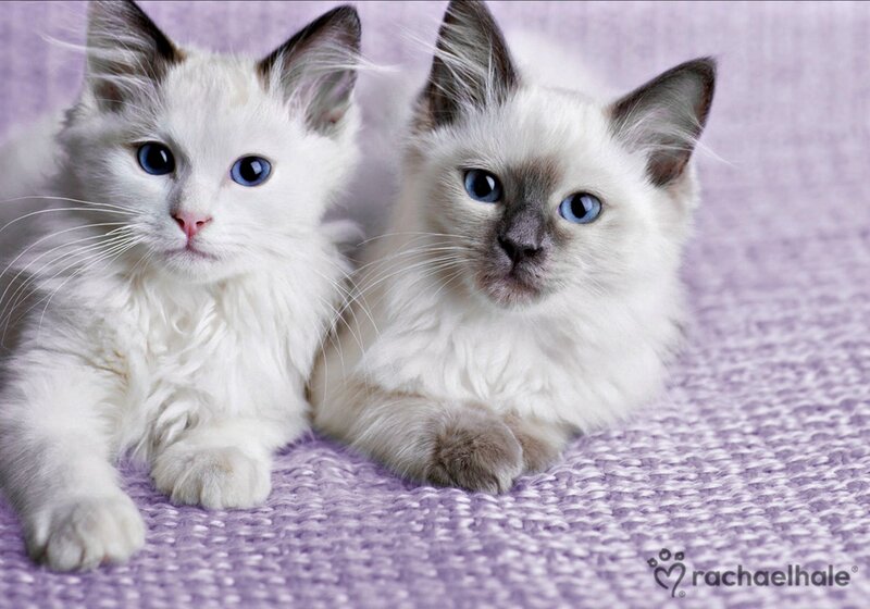 Two Blue-eyed Kittens — White, Calm, Photograph, Purple Blanket