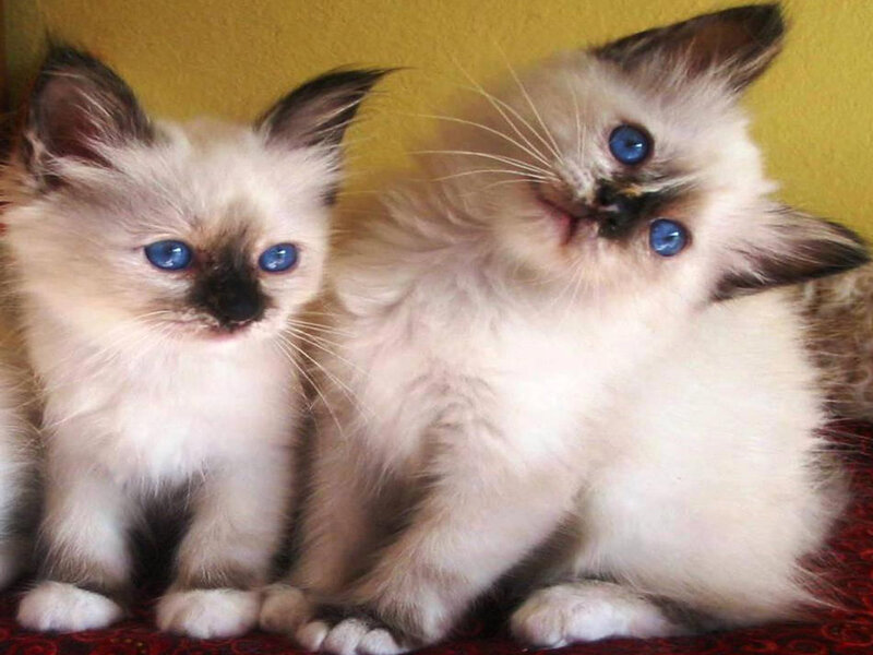 Two Blue-eyed Kittens — White, Calm, Photograph
