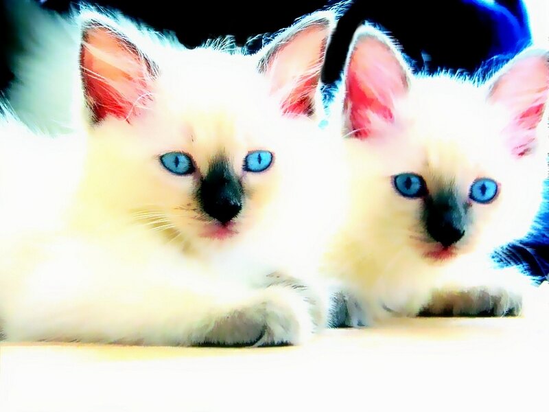 Two Blue-eyed Kittens — White, Calm