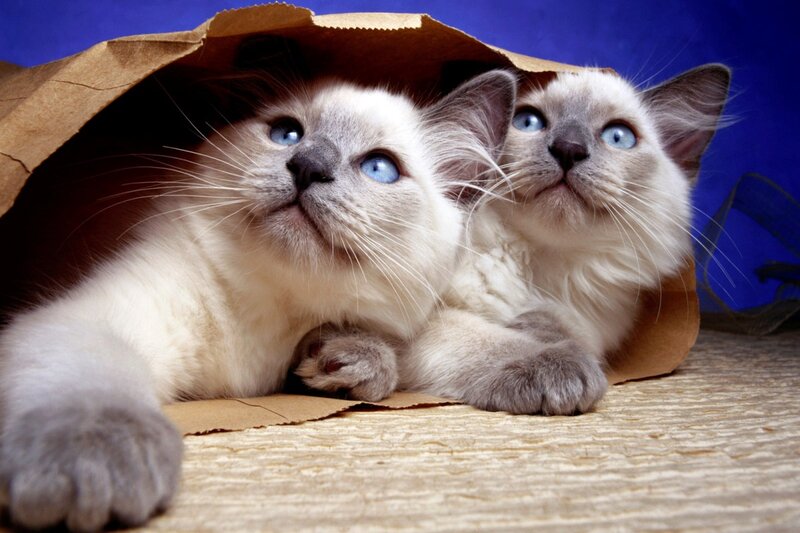 Two Blue-eyed Kittens — White, Curious, Photograph