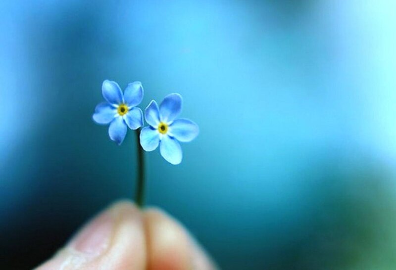Two Blue Flowers — Serene, Photograph, Hand